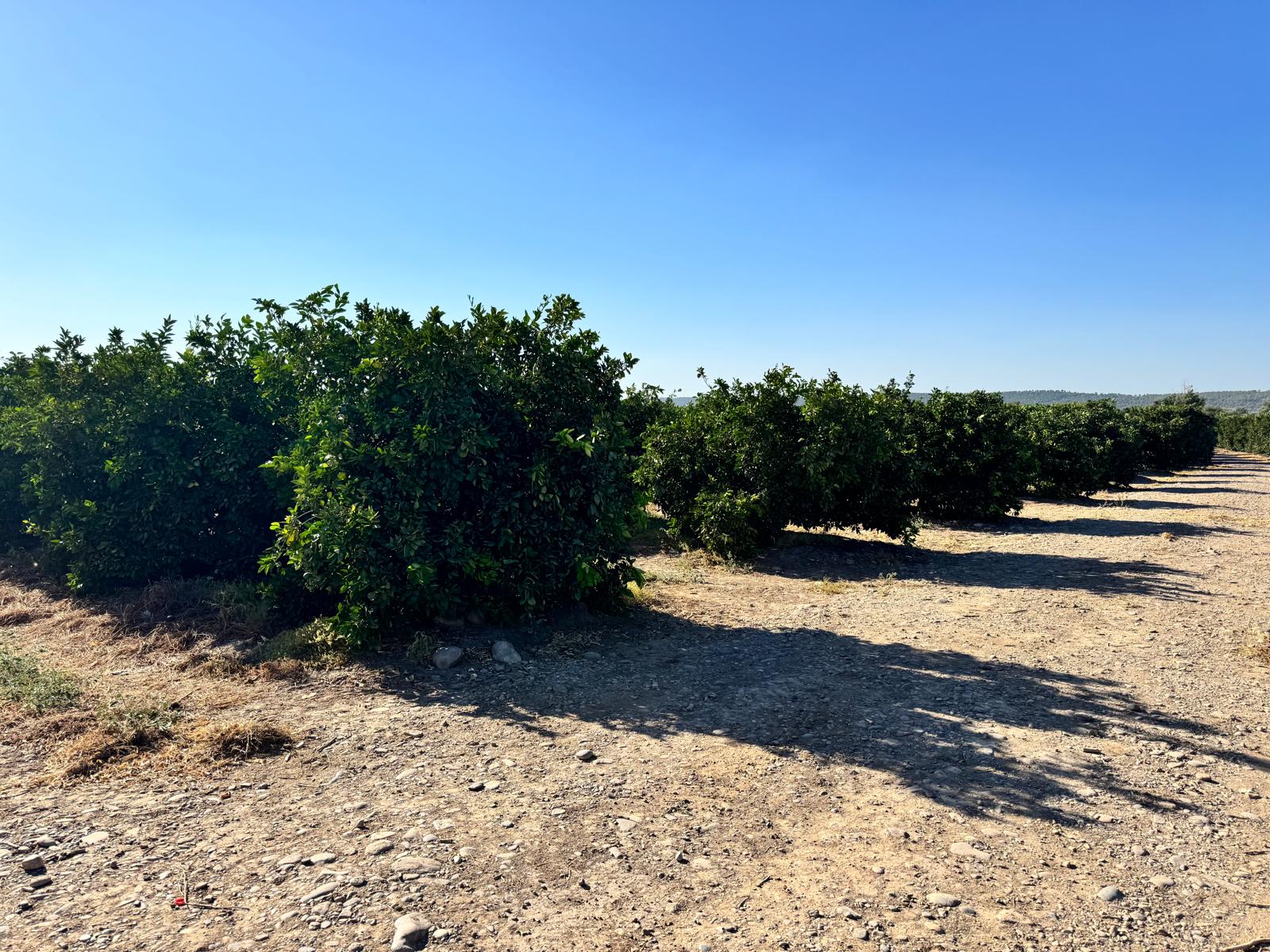 agropecuaria-farona-parcelas-en-cordoba (1) agropecuaria-farona-parcelas-en-cordoba (1)