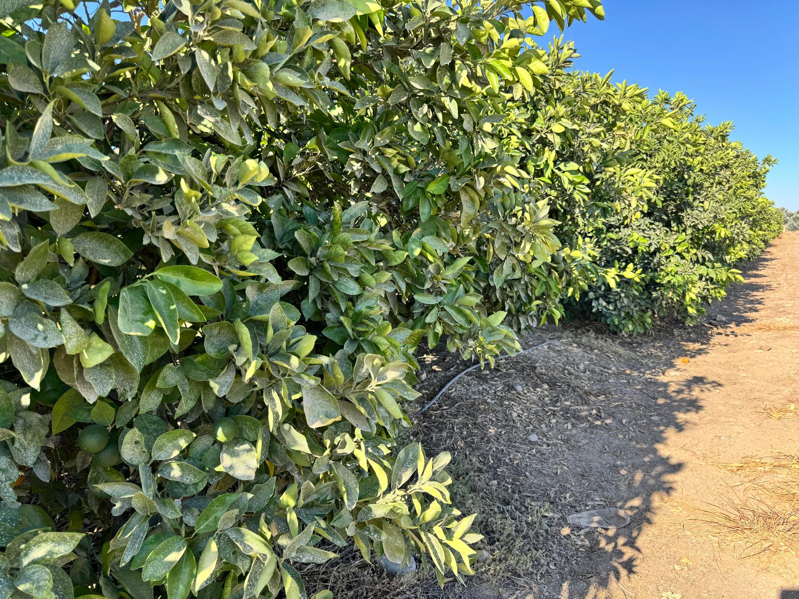 agropecuaria-farona-parcelas-en-cordoba (2) agropecuaria-farona-parcelas-en-cordoba (2)