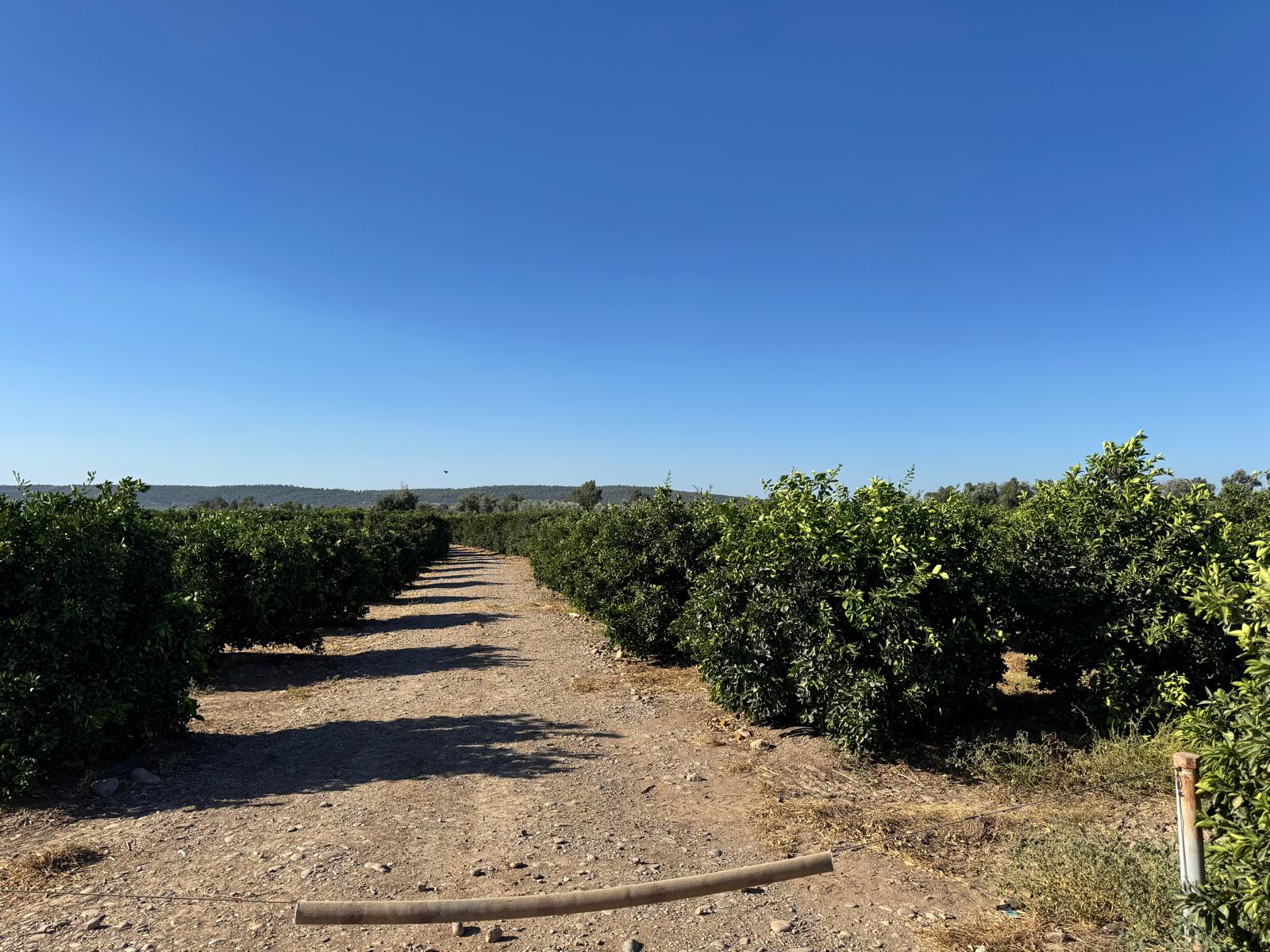 agropecuaria-farona-parcelas-en-cordoba (3) agropecuaria-farona-parcelas-en-cordoba (3)