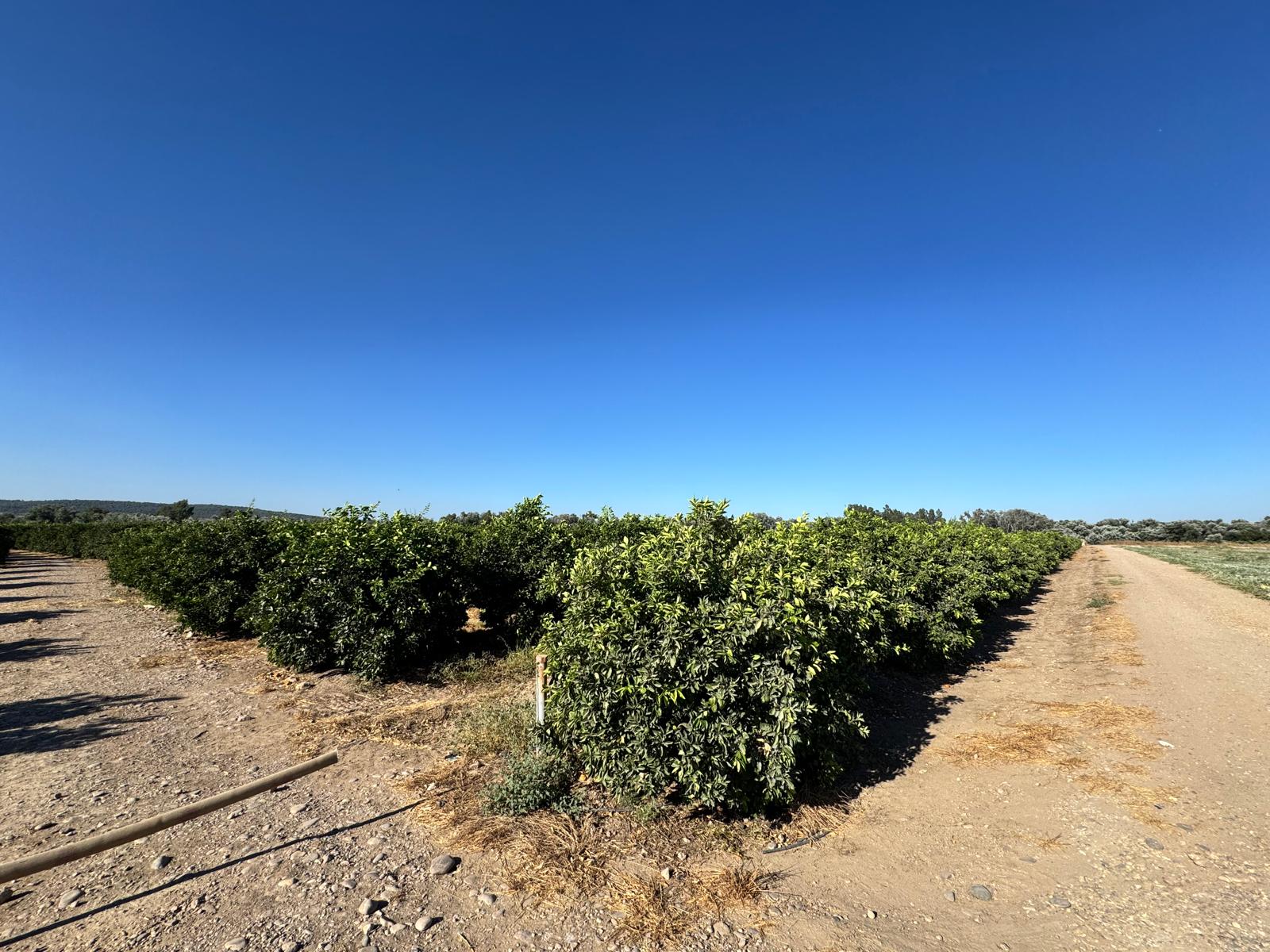 agropecuaria-farona-parcelas-en-cordoba (4) agropecuaria-farona-parcelas-en-cordoba (4)